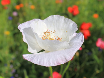 Similar image 1435511