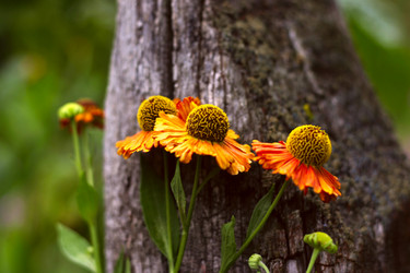 Similar image 1435574