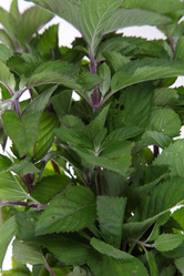 Similar image 1435829