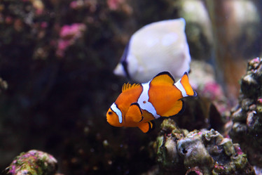 Similar image 1435834