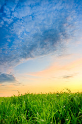 Similar image 1436355