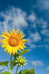 Similar image 1436410