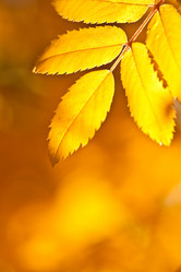 Similar image 1436433