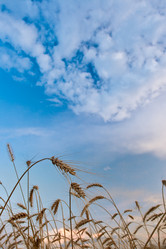 Similar image 1436491