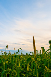 Similar image 1436505