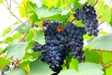 Similar image 1436550