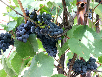 Similar image 1436556