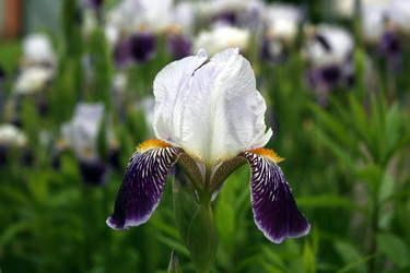 Similar image 1436563