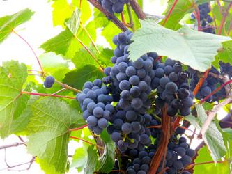 Similar image 1436566