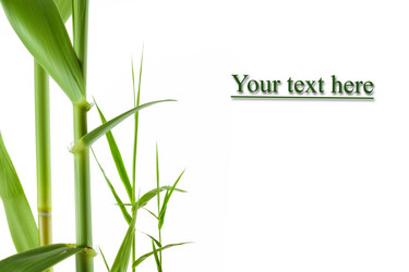 Similar image 1437275