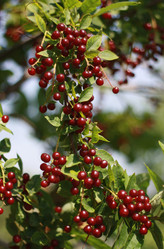 Similar image 1437292