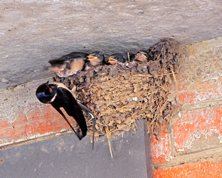 Similar image 1438201