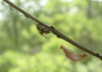 Similar image 1438310