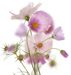 Similar image 1438333