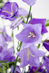 Similar image 1438376