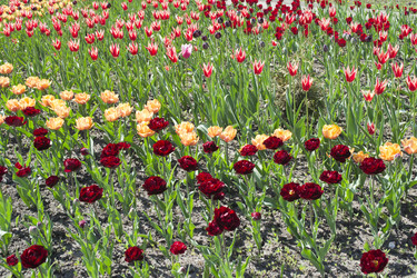 Similar image 1440330