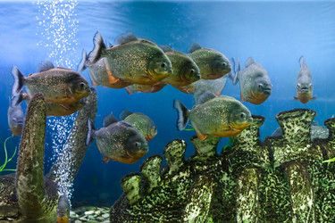 Similar image 1440331