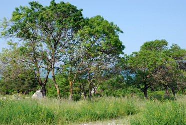 Similar image 1440433