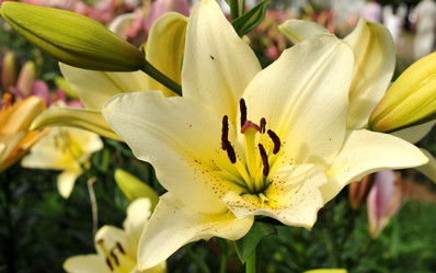 Similar image 1440703