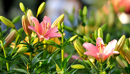 Similar image 1440707