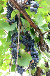 Similar image 1440762