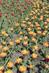 Similar image 1441001