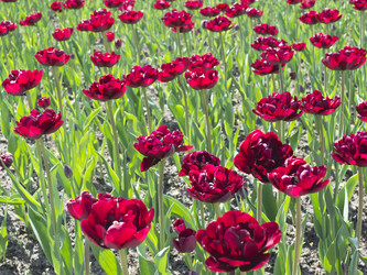 Similar image 1441002