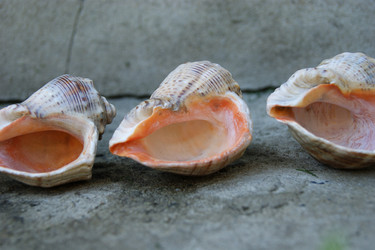 Similar image 1441088