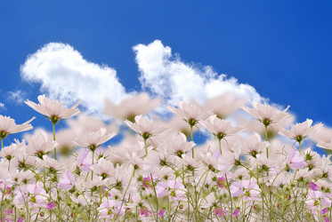 Similar image 1441205