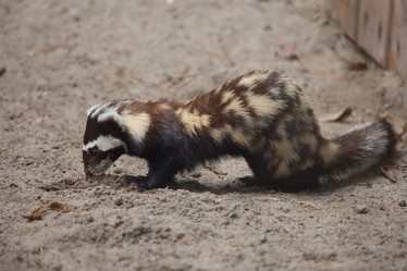 Similar image 1441315