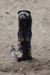 Similar image 1441316