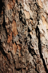 Similar image 1441883