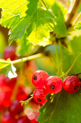 Similar image 1442420