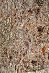 Similar image 1442514