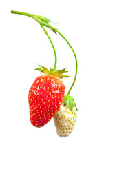 Similar image 1444233