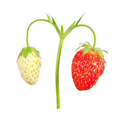 Similar image 1444242