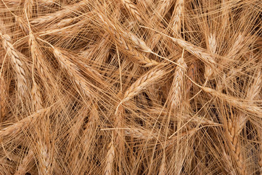 Similar image 1444259