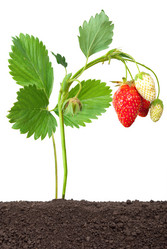 Similar image 1444282