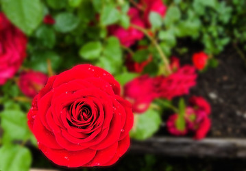 Similar image 1444528