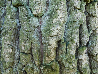 Similar image 1444529