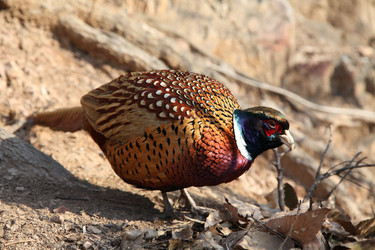 Similar image 1444765