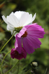 Similar image 1445992