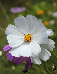 Similar image 1445993