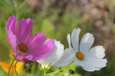 Similar image 1445994