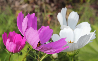 Similar image 1445995