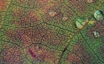 Similar image 1446008