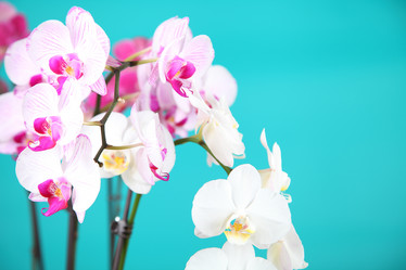 Similar image 1446204