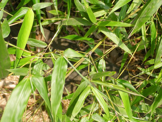 Similar image 1446449