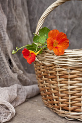 Similar image 1446750