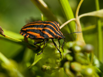 Similar image 1447378